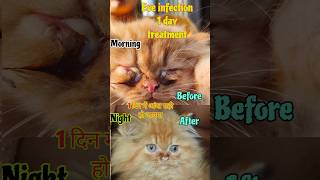 Best cat eye cleaning drop cat eye infection treatment in hindi Best eye cleaning medicinecat pets [upl. by Purse]