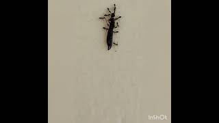 Earwig vs Paratrechina longicornis black crazy ants antscanada insects ants fireants [upl. by Eidoc]