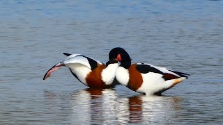 Bergeend Shelduck [upl. by Jase]