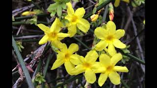 Jasminum nudiflorum [upl. by Nivloc]