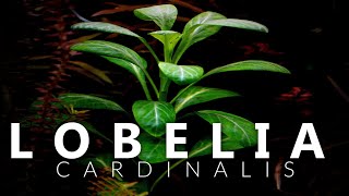 Lobelia Cardinalis Aquarium Plant [upl. by Ahsinal]