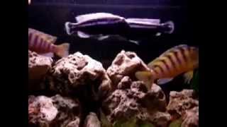 Malawi Cichlid Aggression [upl. by Naujyt]