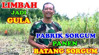 Pabrik Sorgum Panen Batang Sorgum Untuk Gula Sorgum Dan Pakan Ternak Bersama Dinas Pertanian [upl. by Willmert]