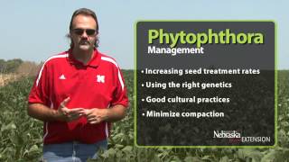 Phytophthora Root and Stem Rot Management [upl. by Belcher]