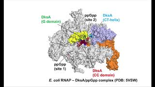 Crystal structure of E coli RNA polymerase and DksAppGpp complex [upl. by Dowzall159]