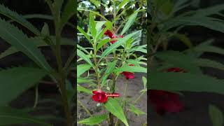 দোপাটি Impatiensbalsamina balsam Balsaminaceae [upl. by Elrae]