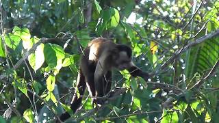 Capucin brun Cebus apella  Brown capuchin Monkey Â© Nicolas Macaire [upl. by Taub61]