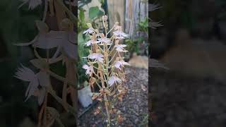 玉鳳蘭 habenaria pink egret 蘭花 plants orchid 植物 [upl. by Atinej]