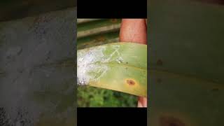 spiralling whitefly west bengal [upl. by Odnanreh]