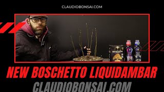 NUOVO BOSCHETTO LIQUIDAMBAR BONSAI [upl. by Stutzman578]