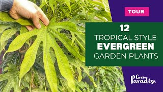 Tropical style evergreen plants for your garden  Cold hardy [upl. by Salchunas]