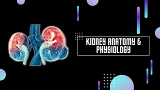 KIDNEY ANATOMY AND PHYSIOLOGY  ANATOMI FISIOLOGI GINJAL [upl. by Toolis357]