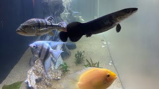 Arapaima Week Update FEEDING [upl. by Ylrevaw33]