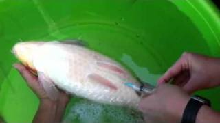 How to inject fish in the abdomen [upl. by Streetman]