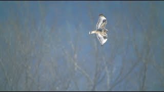 Roughlegged Hawk In Flight 162018 HD [upl. by Way450]