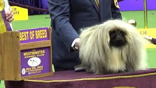 Pekingese Westminster dog show 2023 [upl. by Charin906]