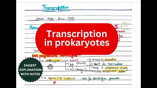 Transcription in prokaryotes  Initiation Elongation Termination  Rho dependent and independent [upl. by Kimberley753]