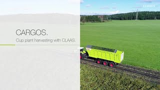 CARGOS Cup plant harvesting with CLAAS  2017 [upl. by Posehn]