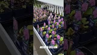 Outdoor plant in flower store [upl. by Nolyar]