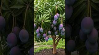 Grow mango trees faster with tomato hormones for beginners [upl. by Pals]