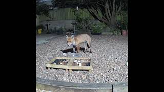 A fox collecting chicken from the water bath [upl. by Noscire]