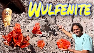 World Famous Red Cloud Mine Wulfenite  Finally made it there [upl. by Amilah]