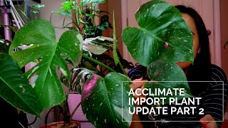 Acclimate Import Plant Update Part 2  Monstera Thai Constellation update [upl. by Emearg]