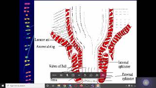 Anorectal diseases [upl. by Einnod]