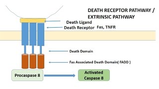 APOPTOSIS PART 1 Definition Causes amp MechanismPathways [upl. by Meuser59]