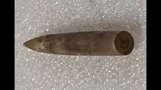 SQUID FOSSIL  RARE  TEXAS  Belemnite San Marcos  Del Rio Formation  Cretaceous [upl. by Anelyak]