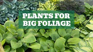 Stunning Foliage to Elevate Your Garden The Top Plant Picks Revealed [upl. by Ned485]