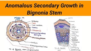 Anomalous Secondary growth in Bignonia Stem  ts of Bignonia stem [upl. by Ramses]