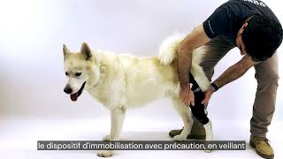 ✅ Immobilisateur du genou pour chien Ortocanis  Blessure luxations pathologies au genou [upl. by Elayor]