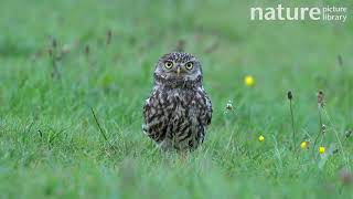 Tracking shot of Little owl running through grass in field before pausing and looking straight ahead [upl. by Yajiv]