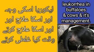 Leukorrhea in cows amp buffaloes and its management  Anestrus in cow and buffaloes [upl. by Nerland365]