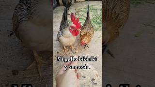 Mi gallo kikirikí y su novia 🐔 shorts chicken gallos gallinas kikirikis pets pollos fyp 4u [upl. by Asiulana716]