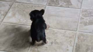 Yorkshire Terrier Puppies For Sale [upl. by Pitt]