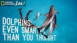 Dolphins Even Smarter Than You Thought  Nat Geo Live [upl. by Dorothy]