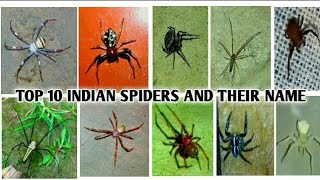 Top 10 Indian Spiders [upl. by Zsolway]