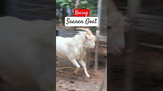 Our Saanen Goat Loves To Race [upl. by Adnoved]