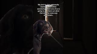 Confused dog meme [upl. by Ebert]