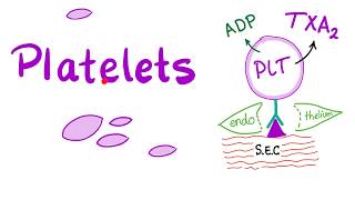 Platelets Thrombocytes  The Cell Pieces that Lack Nucleus  Hematology [upl. by Ilajna]