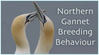 NORTHERN GANNET BREEDING BEHAVIOUR [upl. by Otit49]