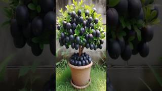 Great planting skills to harvest more Jamun or Black Plum farming gardening satisfying [upl. by Annazor]