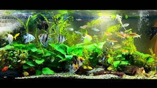 Angelfish community tank [upl. by Clapper]