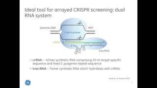 Louise BaskinA workflow for CRISPR Cas9 high throughput arrayed screening with synthetic crRNA [upl. by Anerom]