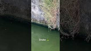 Paani wala sanp  Snake caught live shortsvideo viralvideo shorts snake youtubeshorts [upl. by Quillan552]