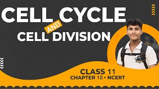 🔴 Cell Cycle and Cell Division • Class 11 NCERT Explanation [upl. by Derward654]