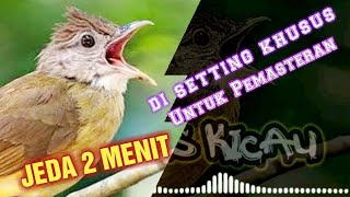 Khusus Masteran  Cucak jenggot Jeda 2 Menit  Durasi 1 jam Jernih [upl. by Castillo8]