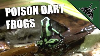 Poison dart frogs  Dendrobates auratus [upl. by Theona759]